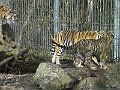 IMG_4248
