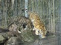 IMG_4250