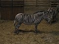 IMG_4278