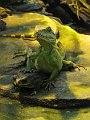 IMG_4286