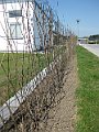 IMG_6079