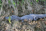 IMG_1425