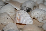 IMG_1568