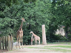 IMG_4619