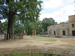 IMG_4620