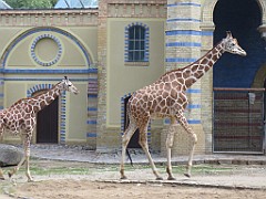 IMG_4622
