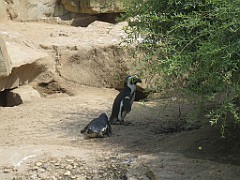 IMG_4665