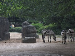IMG_4676