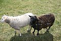 IMG_8010