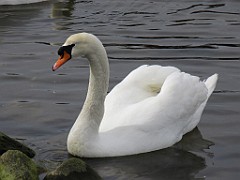 IMG_0499