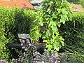 IMG_2620