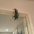 IMG_1269