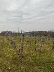IMG_3951