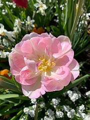 IMG_6607