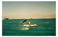 delfiner_eilat
