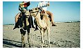 kamelryg_giza