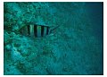 snorkel_fisk