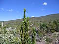 IMG_8322