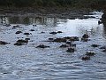 IMG_8606